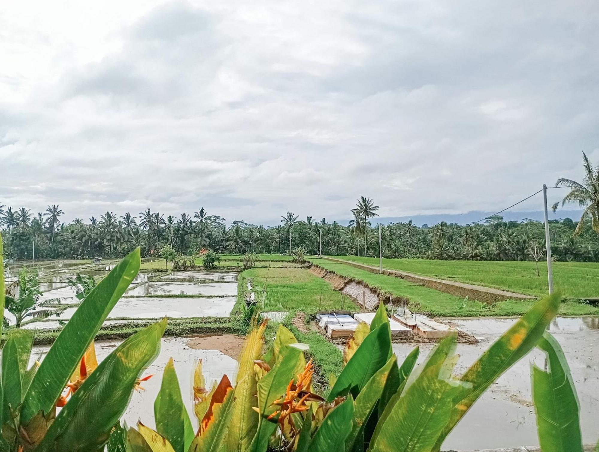 Nyoman Sandat House 1 ウブド エクステリア 写真